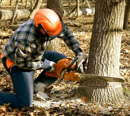 Tree Removal in Alexandria, LA